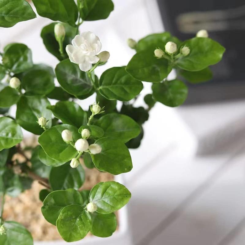 KlätterJasmin – För balkong och trädgård