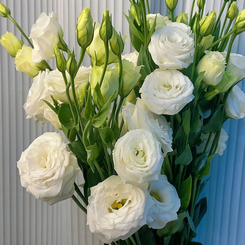 LättOdlad – Mångsidig och tålig Eustoma