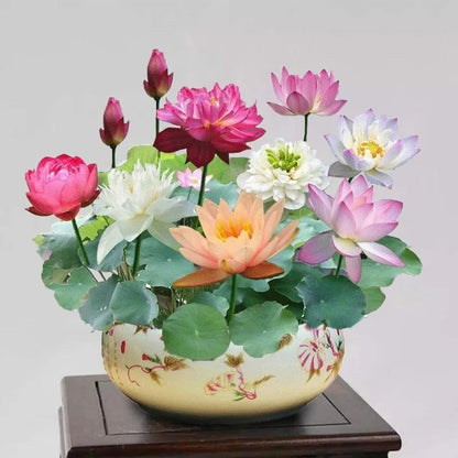 ÅretRunt Lotus – Enkel att odla