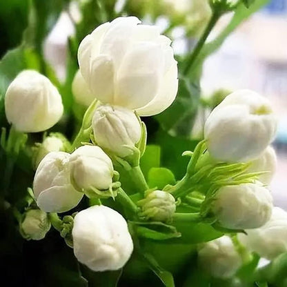 KlätterJasmin – För balkong och trädgård
