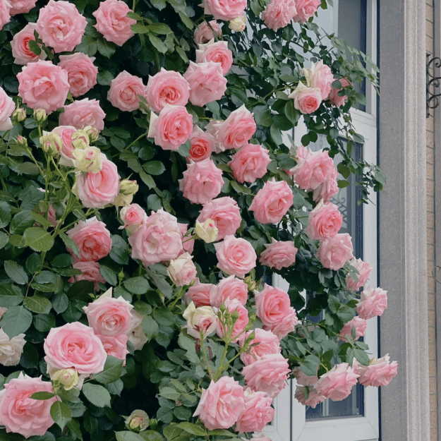 BlomVägg – Blommande magi redan första året