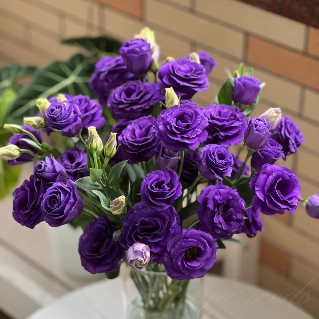 LättOdlad – Mångsidig och tålig Eustoma