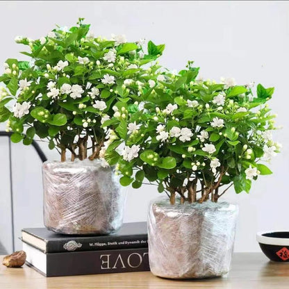 KlätterJasmin – För balkong och trädgård