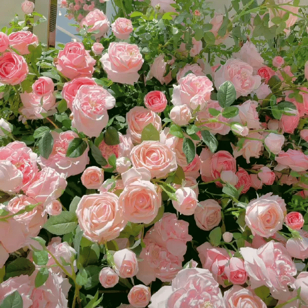 BlomVägg – Blommande magi redan första året
