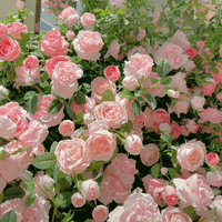 Ljusrosa rosor