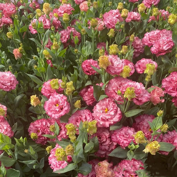 LättOdlad – Mångsidig och tålig Eustoma
