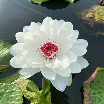 ÅretRunt Lotus – Enkel att odla