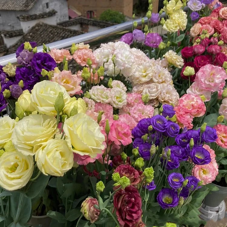LättOdlad – Mångsidig och tålig Eustoma