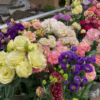 LättOdlad – Mångsidig och tålig Eustoma