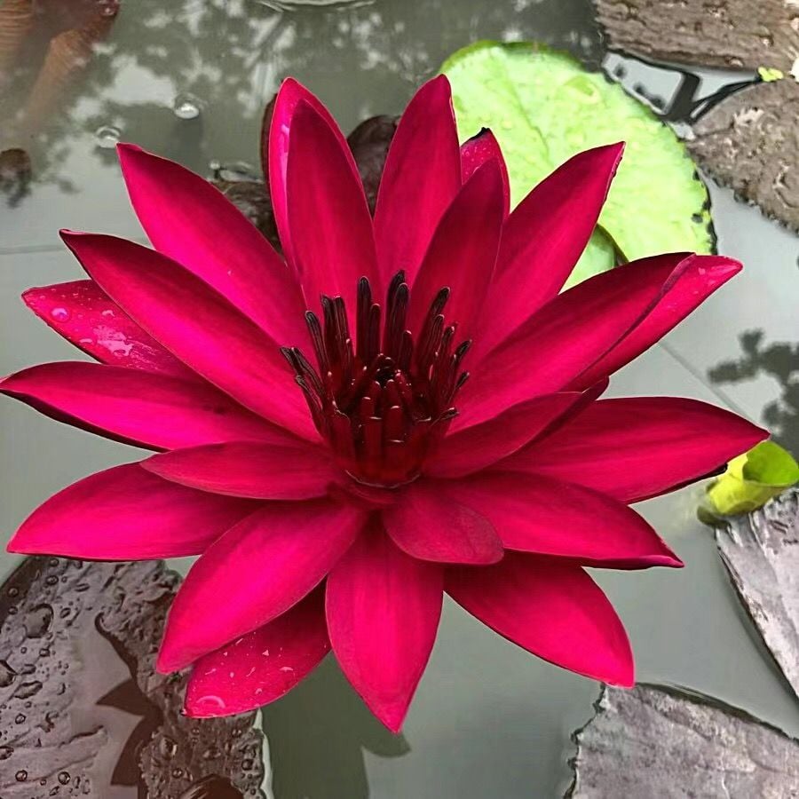 ÅretRunt Lotus – Enkel att odla