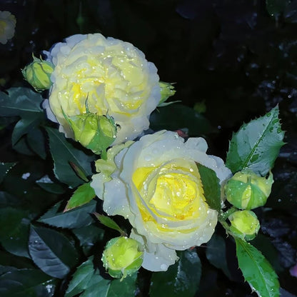 LättOdlad – Mångsidig och tålig Eustoma