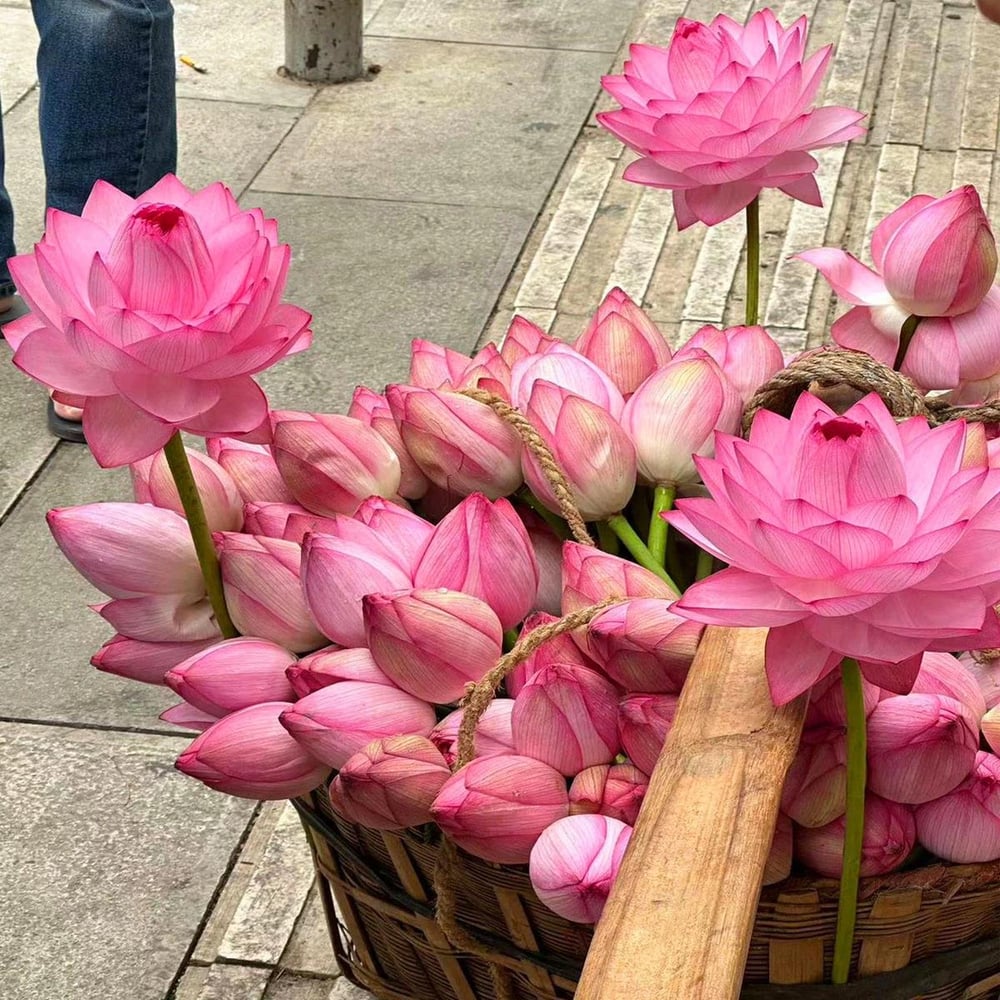 ÅretRunt Lotus – Enkel att odla
