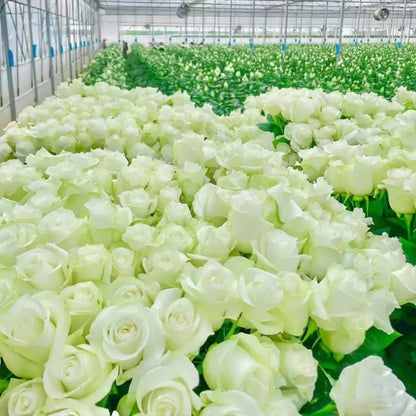 BlomVägg – Blommande magi redan första året