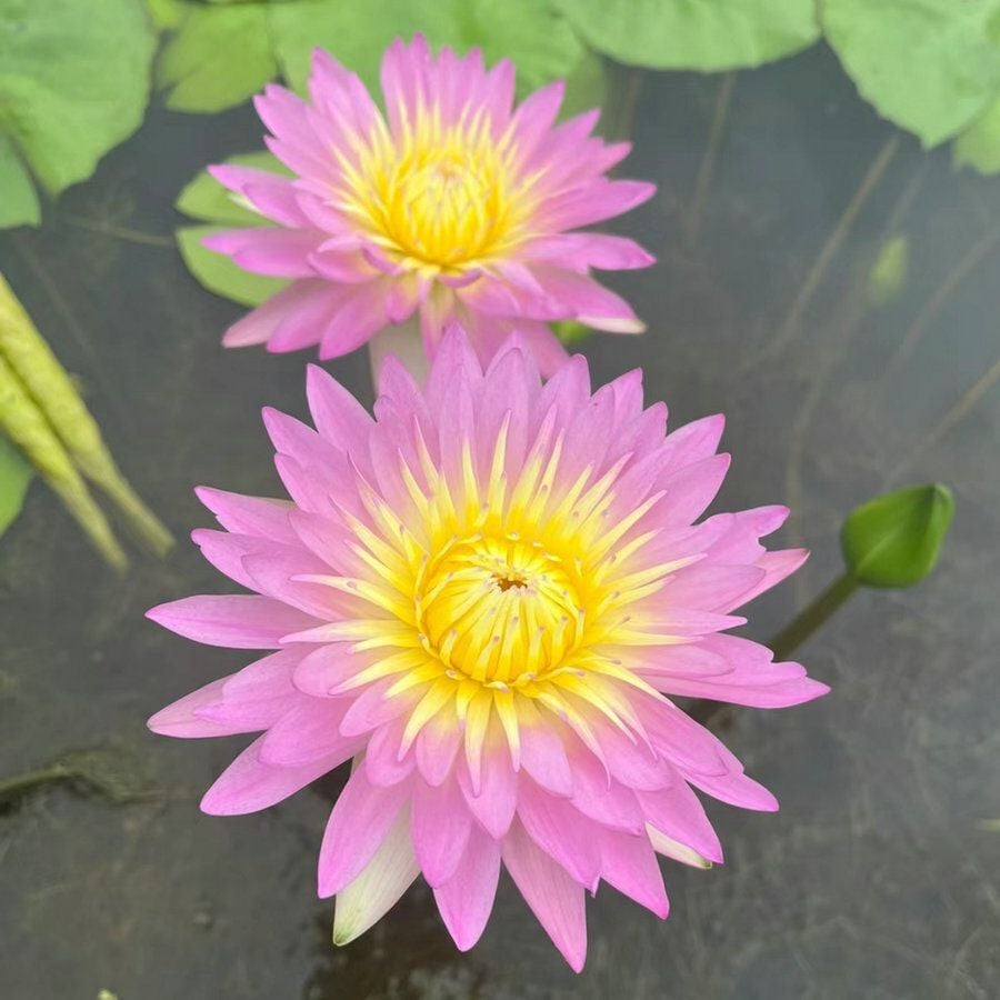 ÅretRunt Lotus – Enkel att odla