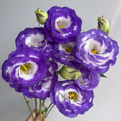 LättOdlad – Mångsidig och tålig Eustoma