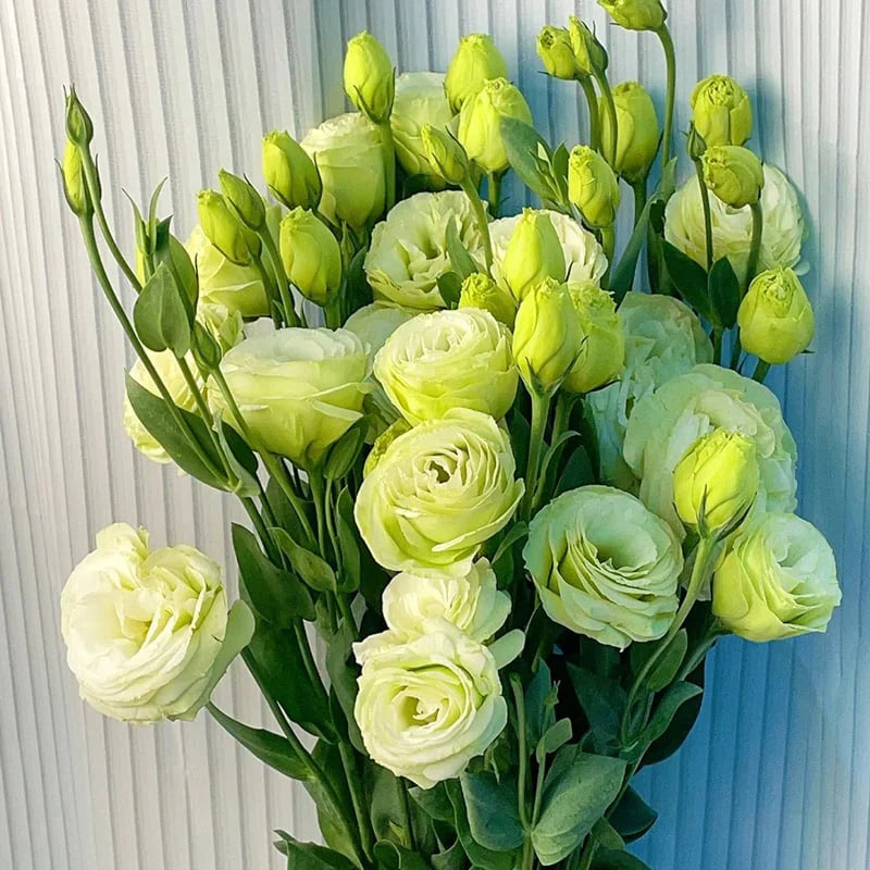 LättOdlad – Mångsidig och tålig Eustoma