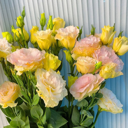 LättOdlad – Mångsidig och tålig Eustoma
