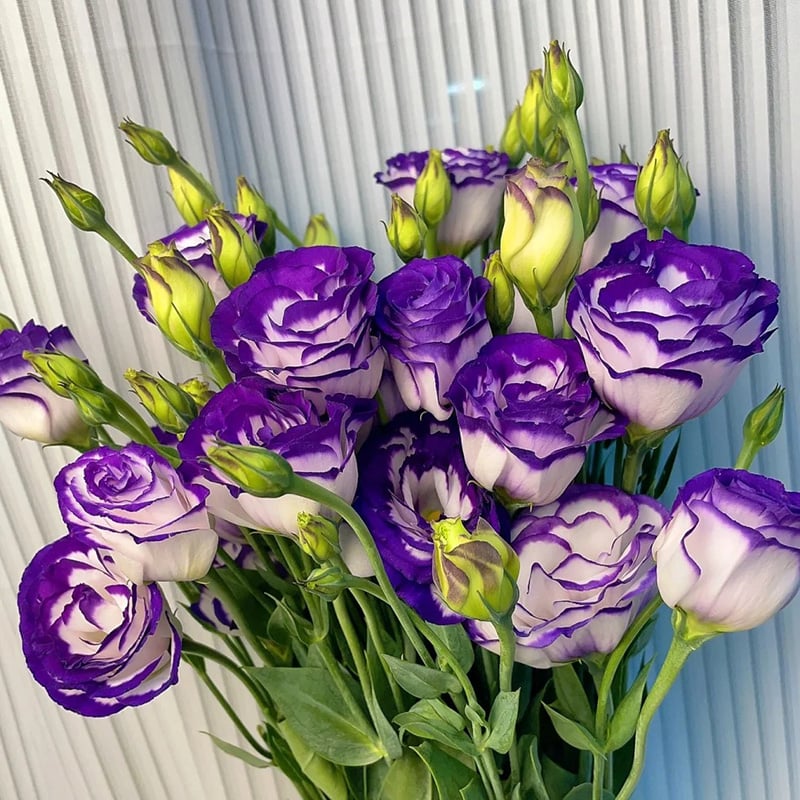LättOdlad – Mångsidig och tålig Eustoma