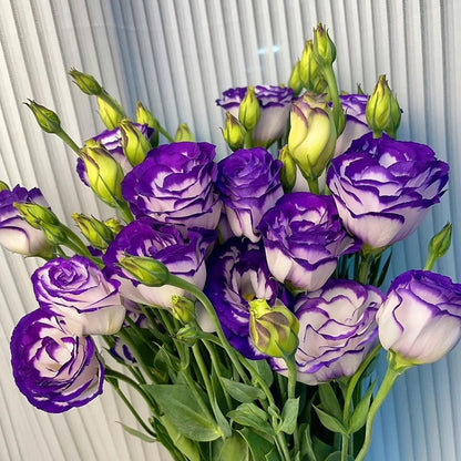 LättOdlad – Mångsidig och tålig Eustoma