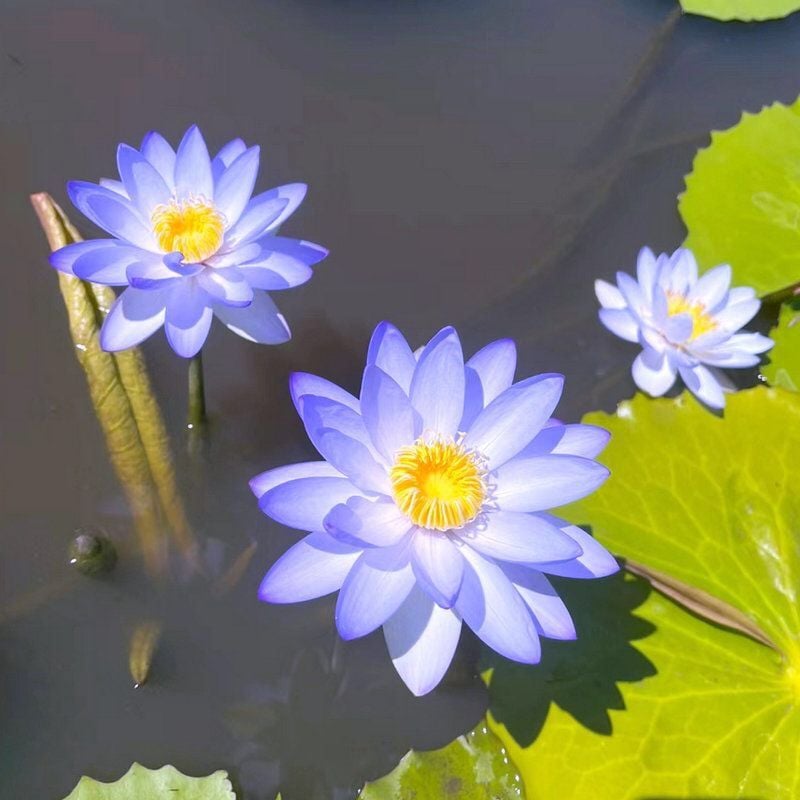 ÅretRunt Lotus – Enkel att odla