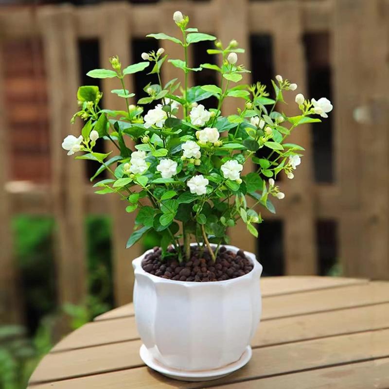 KlätterJasmin – För balkong och trädgård