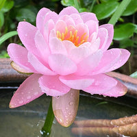 Ljusrosa