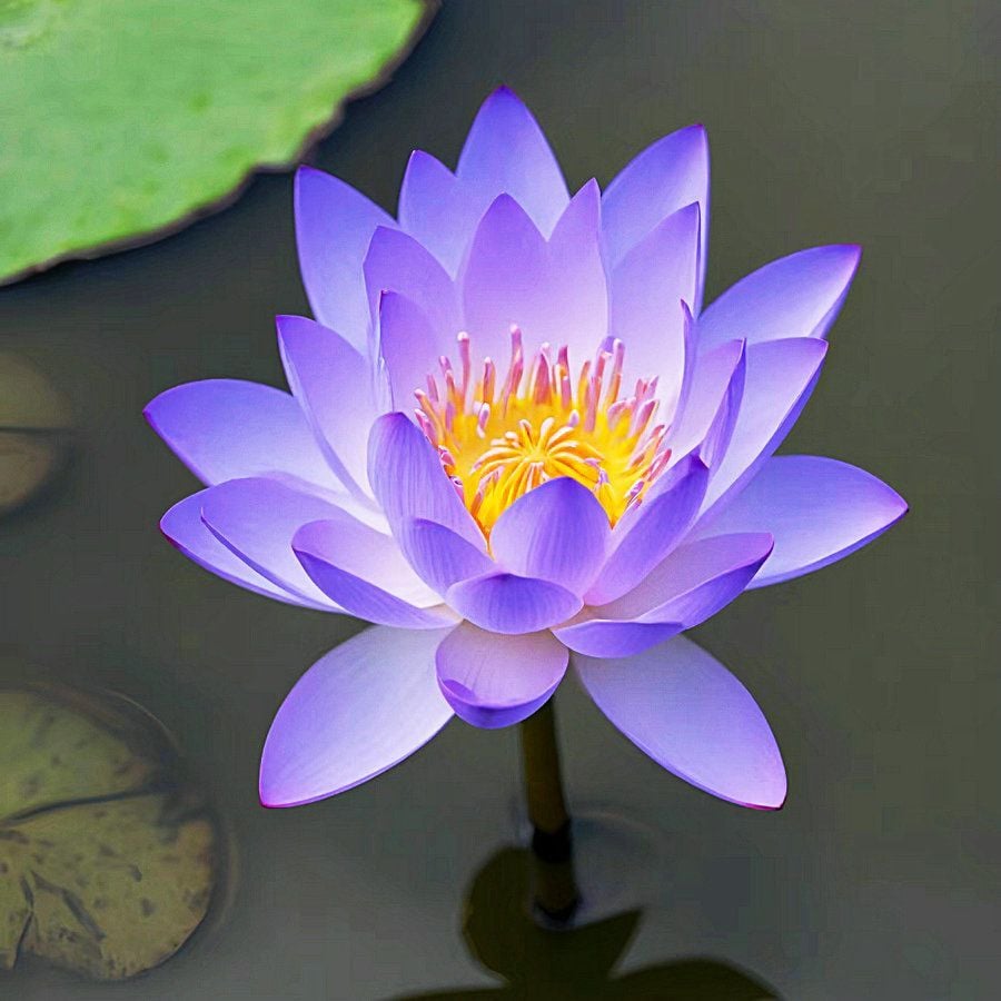 ÅretRunt Lotus – Enkel att odla