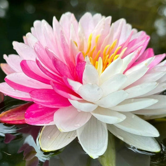 ÅretRunt Lotus – Enkel att odla