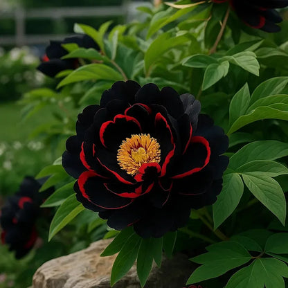 Trädgårdens Stjärna – Lyxig blomning utan ansträngning