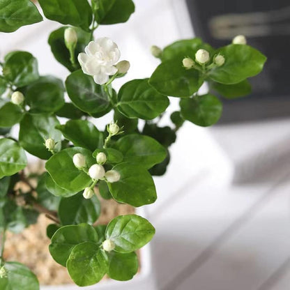 KlätterJasmin – För balkong och trädgård