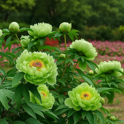 Trädgårdens Stjärna – Lyxig blomning utan ansträngning