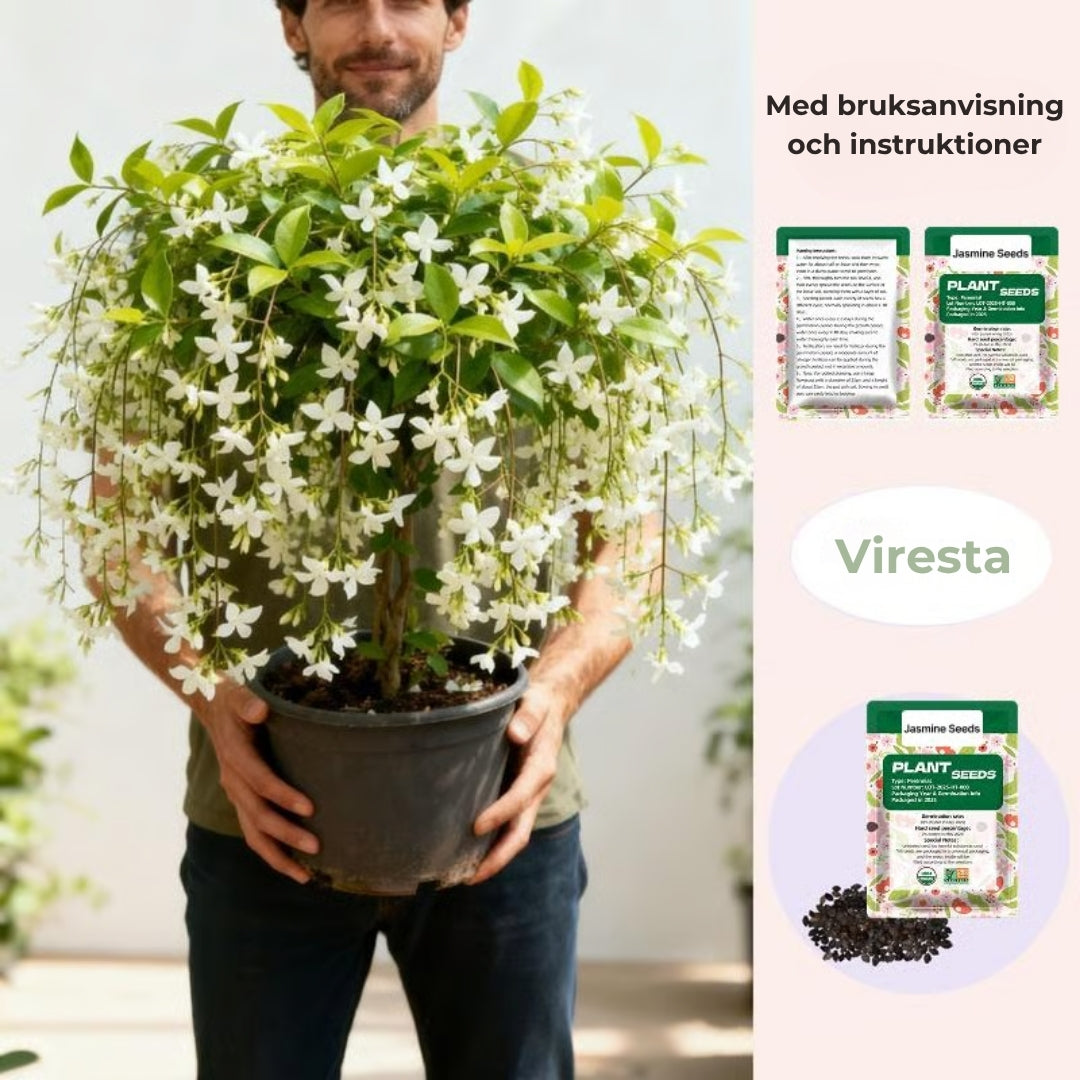 KlätterJasmin – För balkong och trädgård