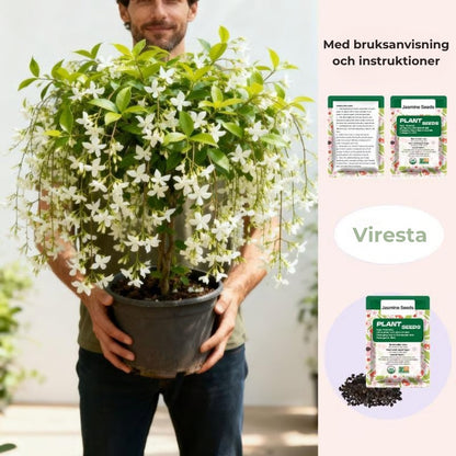 KlätterJasmin – För balkong och trädgård