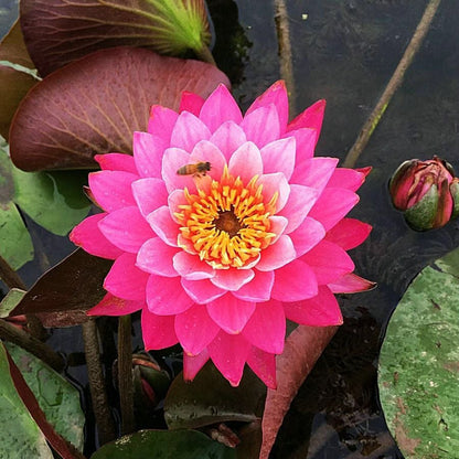 ÅretRunt Lotus – Enkel att odla
