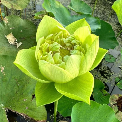 ÅretRunt Lotus – Enkel att odla