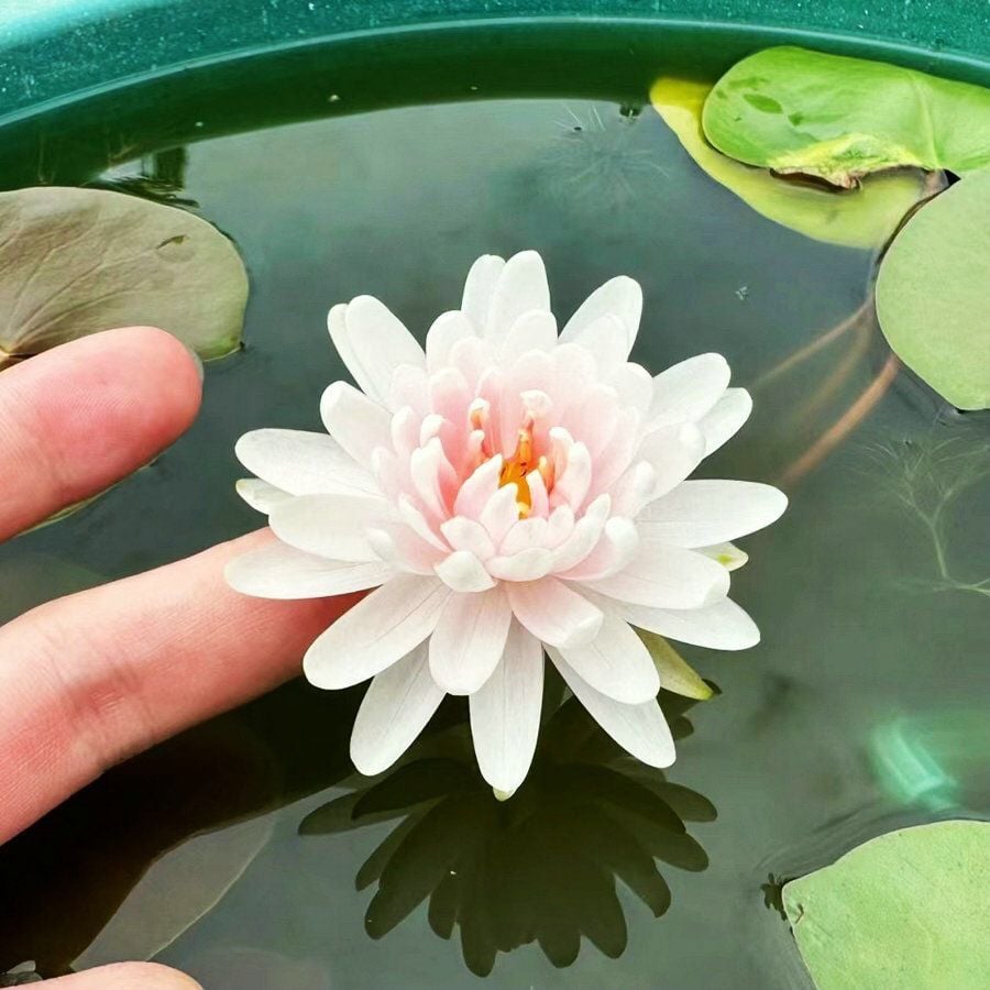 ÅretRunt Lotus – Enkel att odla