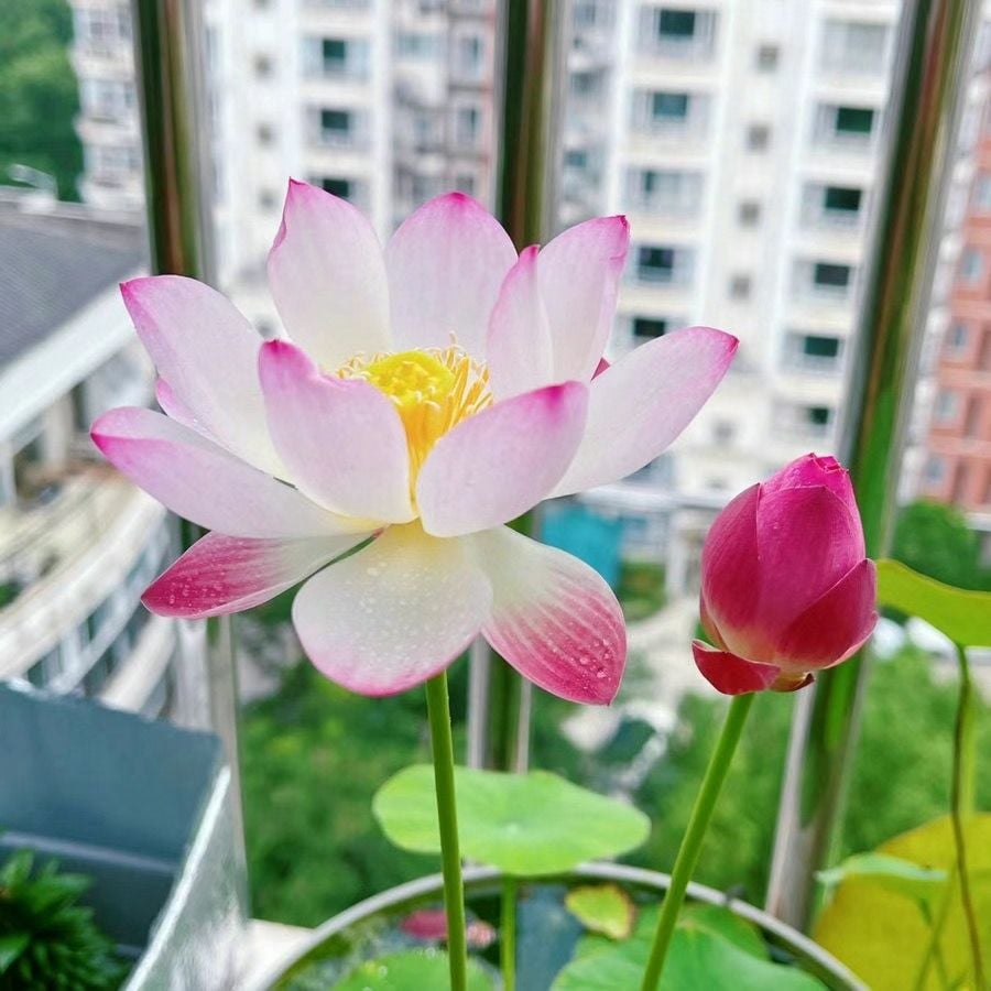 ÅretRunt Lotus – Enkel att odla