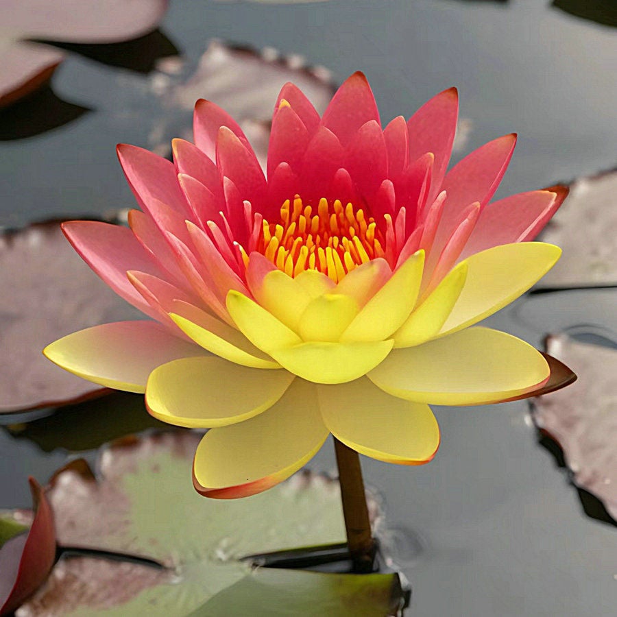 ÅretRunt Lotus – Enkel att odla