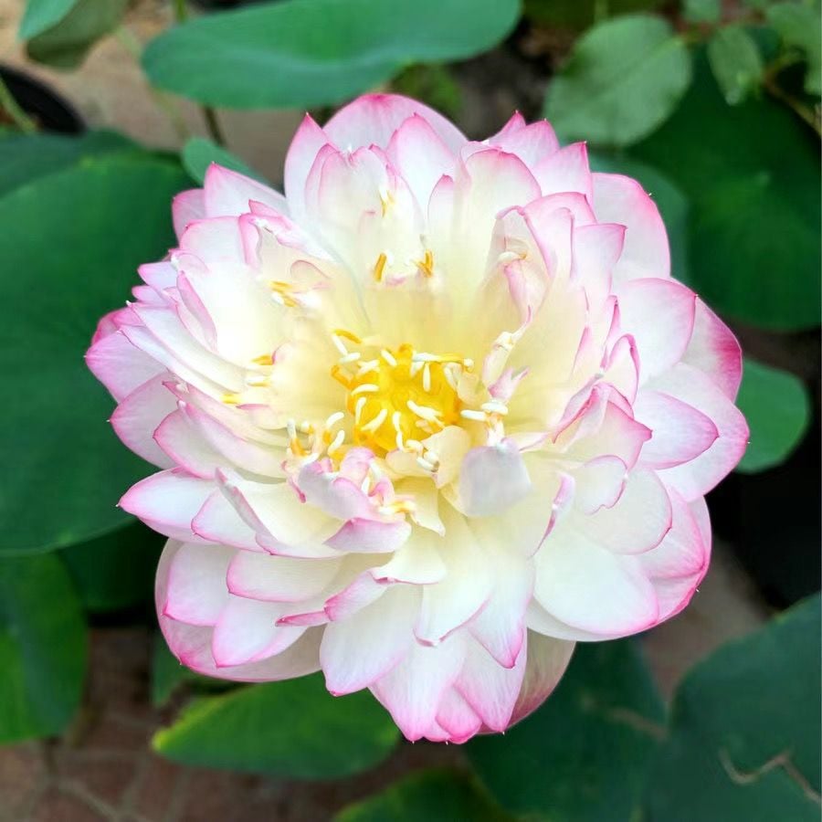 ÅretRunt Lotus – Enkel att odla