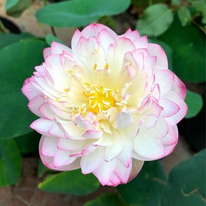 ÅretRunt Lotus – Enkel att odla