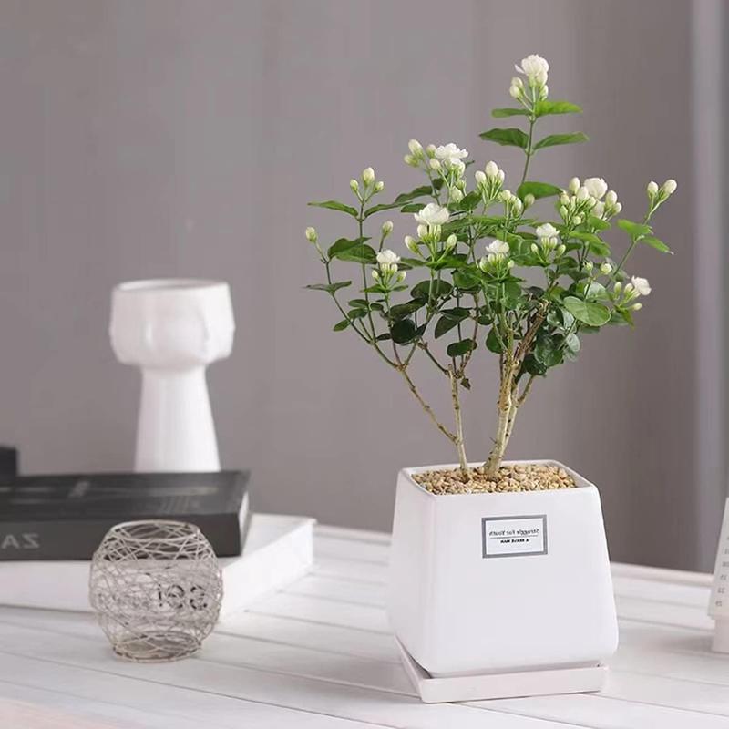 KlätterJasmin – För balkong och trädgård