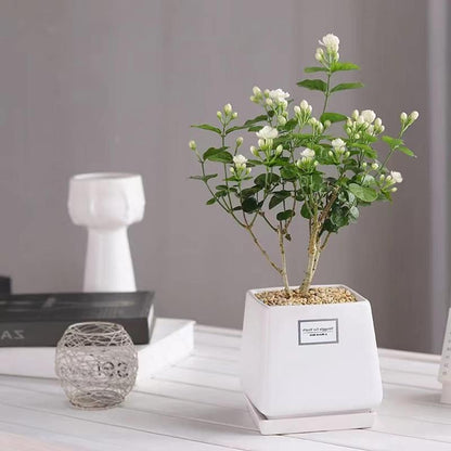 KlätterJasmin – För balkong och trädgård