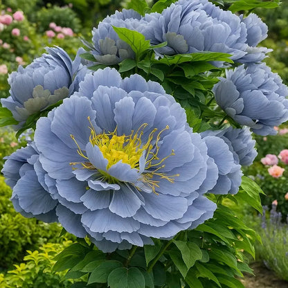 Trädgårdens Stjärna – Lyxig blomning utan ansträngning