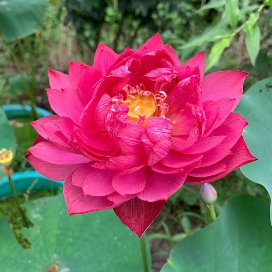 ÅretRunt Lotus – Enkel att odla