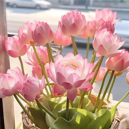 ÅretRunt Lotus – Enkel att odla